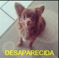 Cachorrinha desaparecida