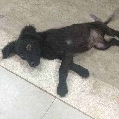 Animal para doação - Crespa