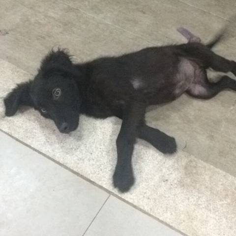 Animal para doação - Crespa