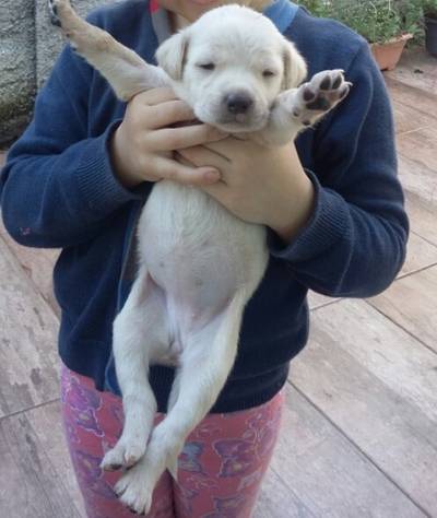 Animal para doação - Sem Nome