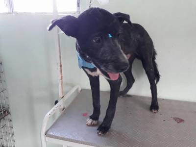 Animal para doação - Apollo