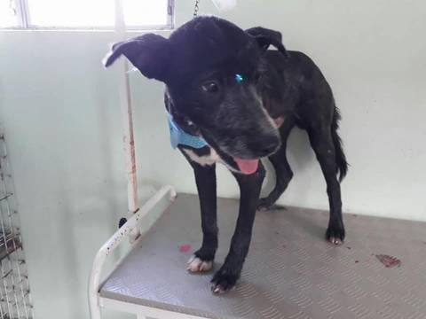 Animal para doação - Apollo