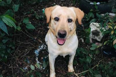 Aos 10 anos, morre cão Marley, da PM de Criciúma