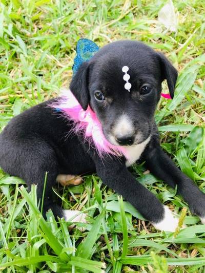 Animal para doação - Bebê