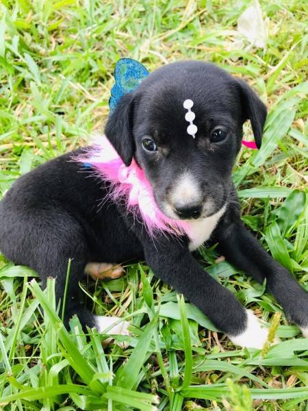 Animal para doação - Bebê