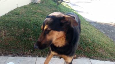 Animal encontrado no bairro Nossa Senhora da Salete
