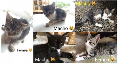 Animal para doação - Gatinhos