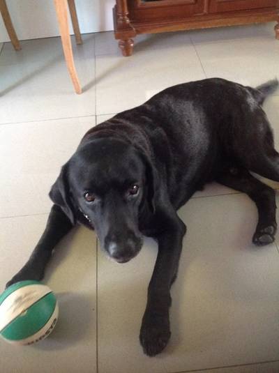 Animal encontrado no bairro Próspera 