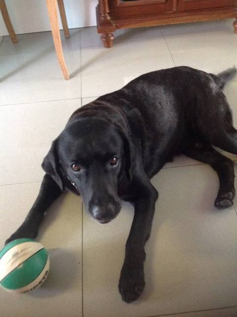 Animal encontrado no bairro Próspera 