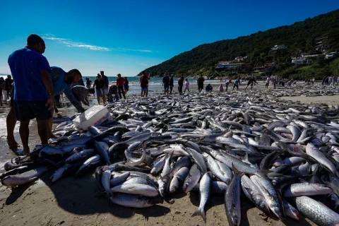 Após pressão do setor pesqueiro, governo amplia cota da tainha e reabre pesca em SC