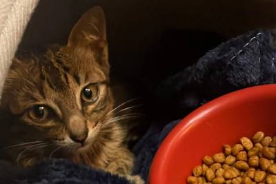ONG Quero Adotar realiza feira de adoção de gatos neste sábado