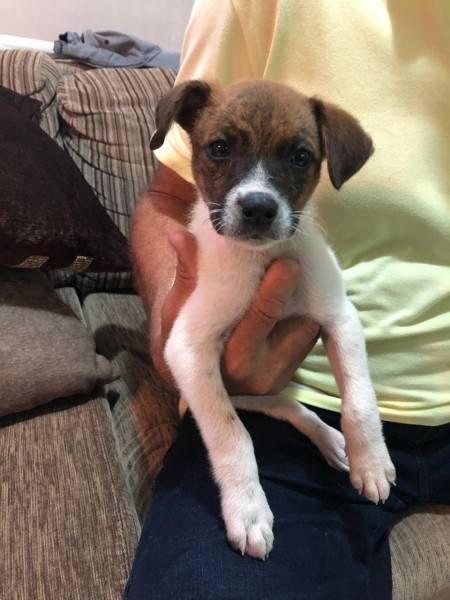Cachorro para adoção em Criciúma