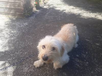 Animal encontrado no bairro Nossa Senhora Da Salete