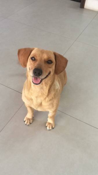 Animal para doação - Sanny
