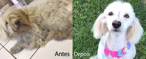 Casos de abandono e maus-tratos de animais crescem em Orleans