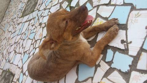 Animal encontrado no bairro Nossa Senhora Da Salete