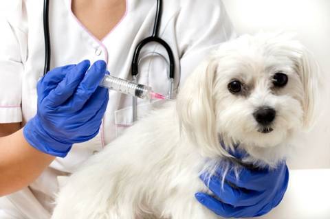 Raiva em morcegos: caso reforça importância da vacinação de cães e gatos