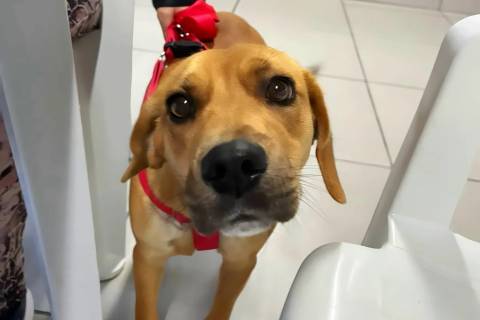 Cocal do Sul amplia mutirão de castração e inicia atendimento de cães