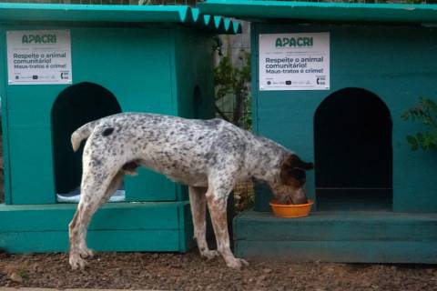 CãoDomínio: detentos constroem casinhas para aquecer animais no frio em Criciúma