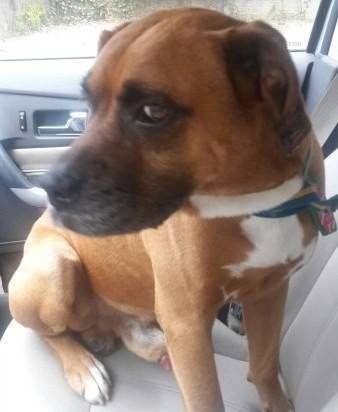 Animal encontrado no bairro Michel