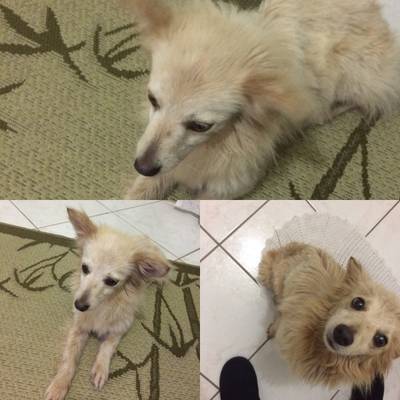 Animal encontrado no bairro Morro Estevão 