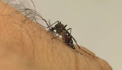Tubarão: maioria dos casos de dengue registrados tiveram transmissão dentro da cidade