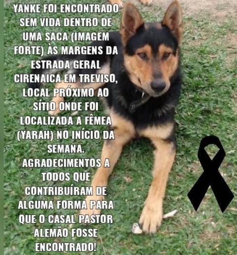 Animal encontrado no bairro Santa Cruz