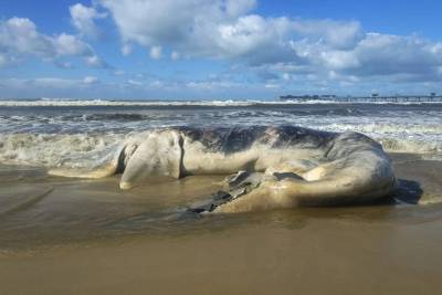 Vídeo e fotos: Baleia-franca é encontrada morta na faixa de areia de Balneário Rincão