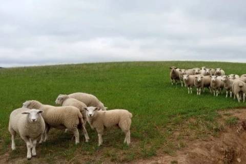 Espaço dedicado à produção serrana de cordeiros retorna à programação da Feira AgroPonte