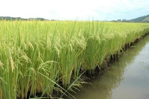 El Niño exige atenção de rizicultores e pode beneficiar bananais em Santa Catarina