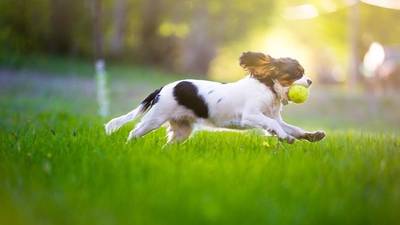 O verão chegou e é preciso seguir alguns cuidados com seu pet