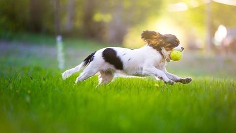 O verão chegou e é preciso seguir alguns cuidados com seu pet