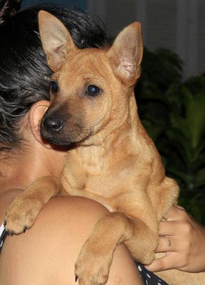 Animal para doação - Lobinha