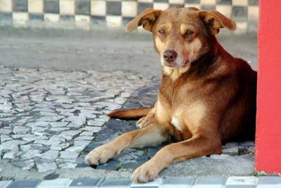 Cuidados com animais devem ser redobrados em dias de calor