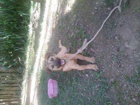 Animal para doação - Pacoca