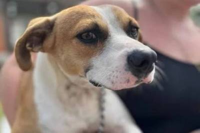 Sombrio abre agendamentos para novo mutirão de castração e microchipagem de cães e gatos