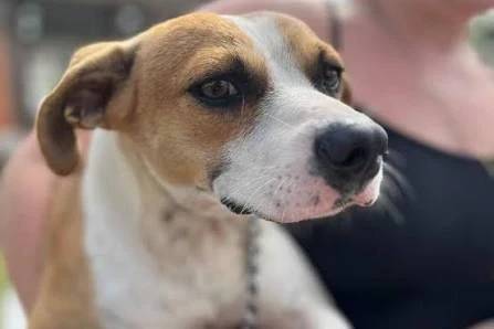 Sombrio abre agendamentos para novo mutirão de castração e microchipagem de cães e gatos