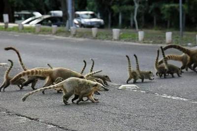Vereador propõe medidas contra atropelamento de animais em nova avenida de Criciúma