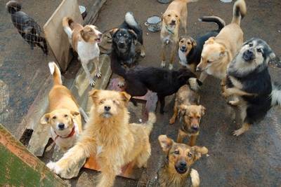 Município terá que intervir e auxiliar mulher que abriga 50 cães em residência no Sul