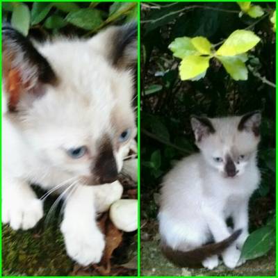 Animal para doação - Gatinhos