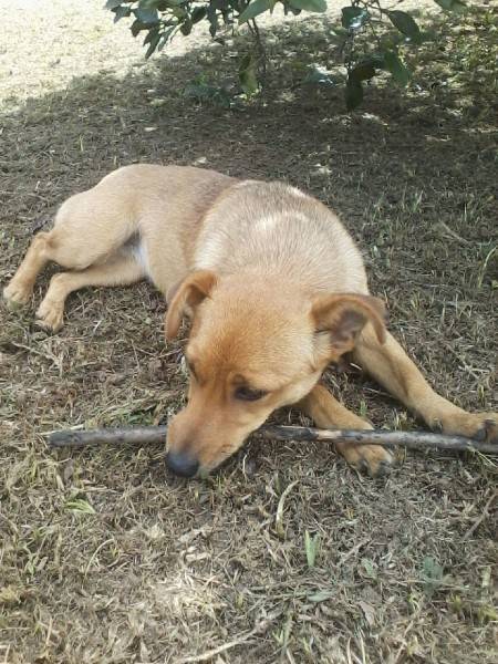 Animal para doação - Chiquita