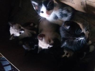 Animal para doação - Siames