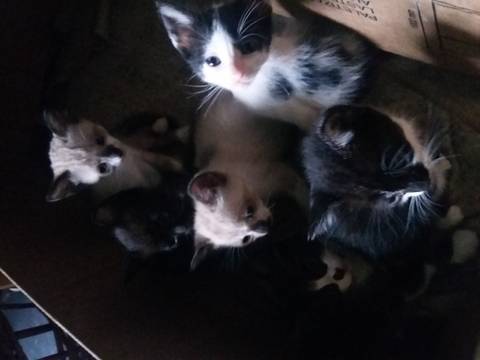 Animal para doação - Siames