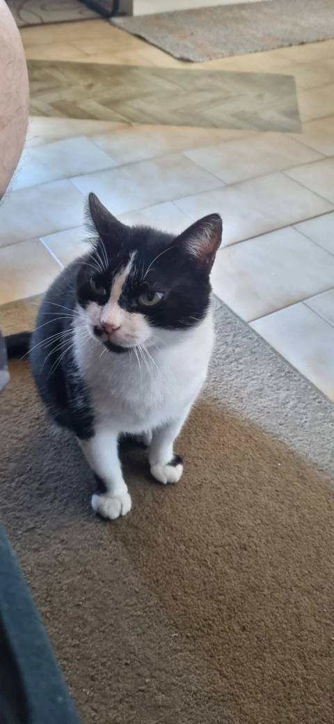 Animal encontrado no bairro Santa Catarina