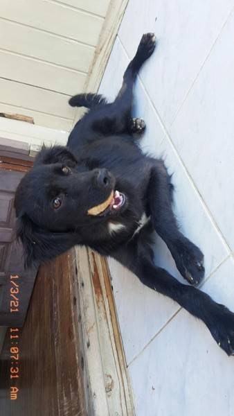 Animal para doação - Doguinho