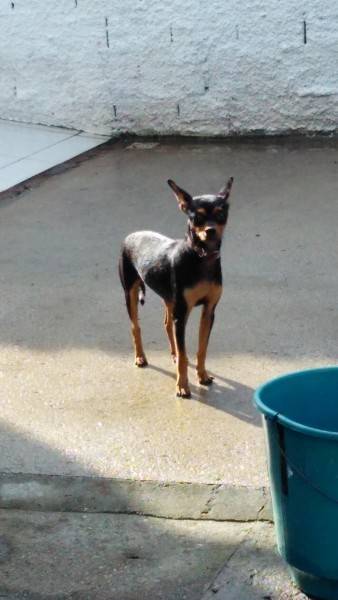 Animal encontrado no bairro Rincão Zona Sul (próximo Mercado Vieira)