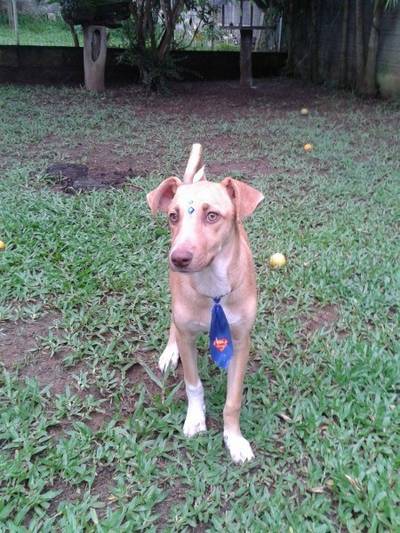 Animal para doação - Beto