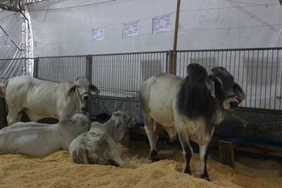 Palestra sobre raças em exposição ocorre nesta quinta na AgroPonte