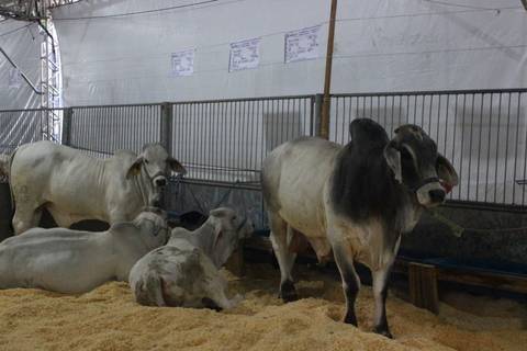 Palestra sobre raças em exposição ocorre nesta quinta na AgroPonte