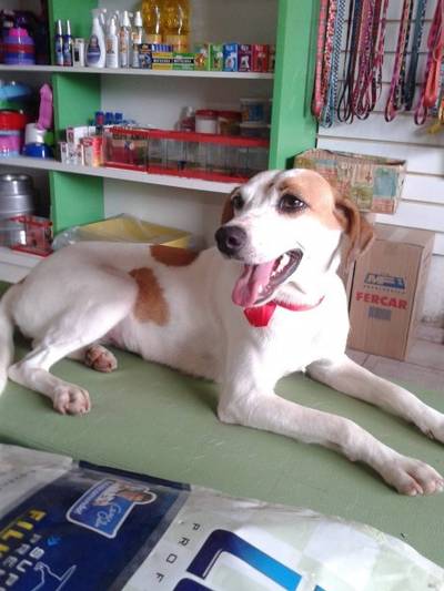 Animal para doação